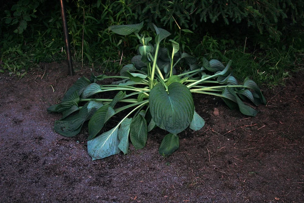  Blue Hostas 2008 