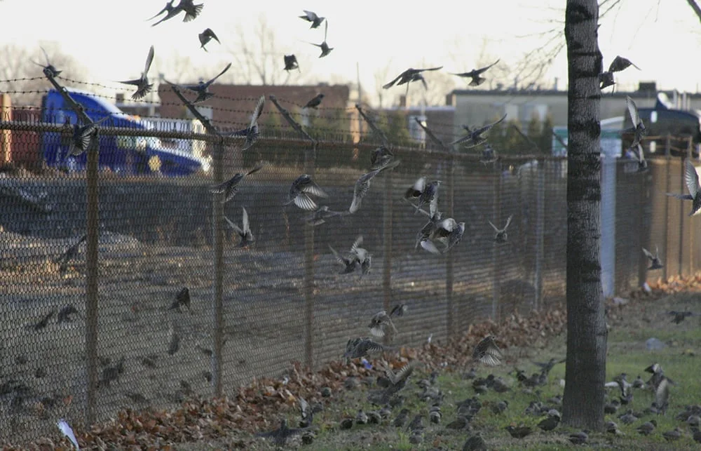  Birds 2008 