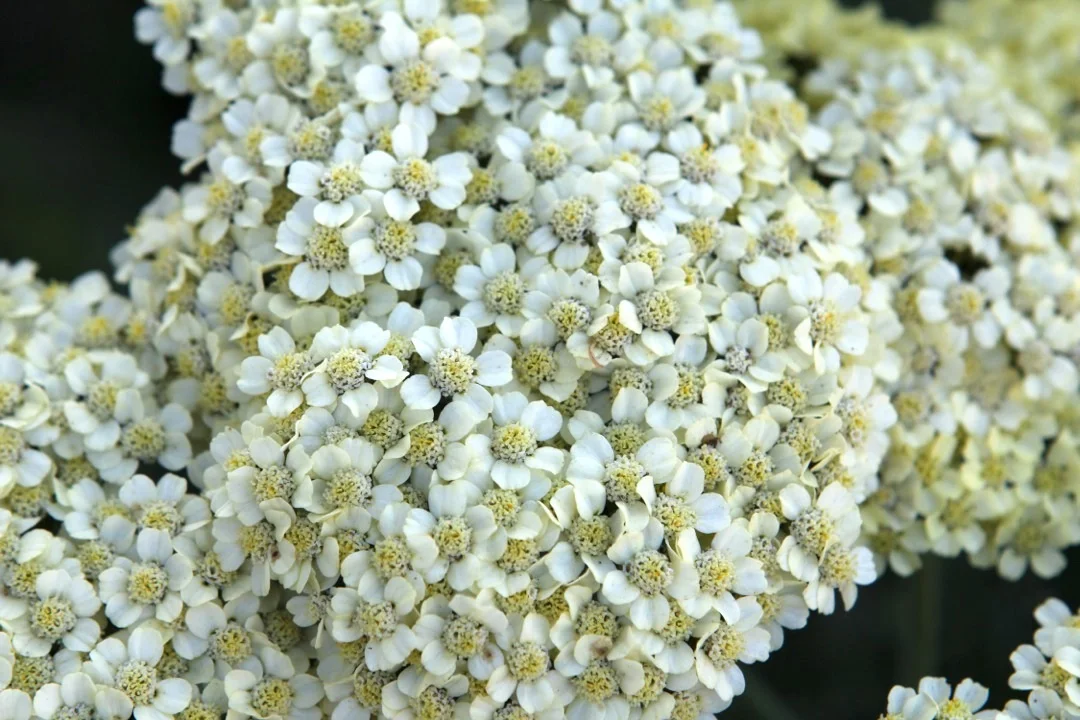 yarrow