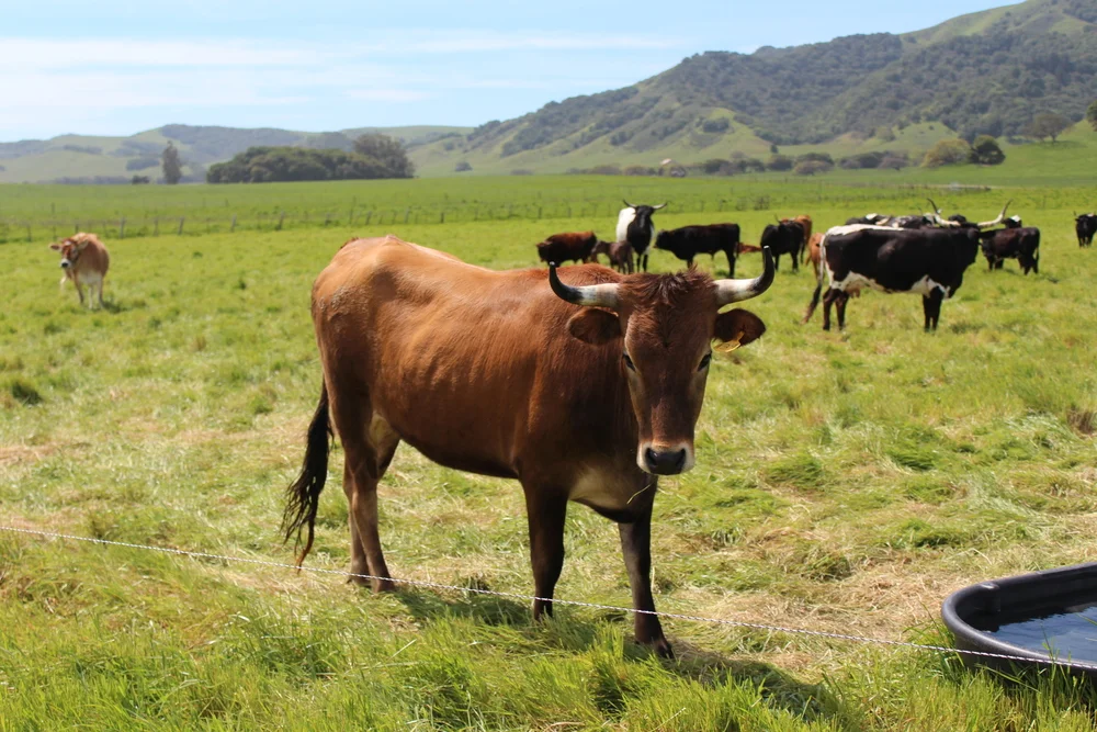 openfieldfarm_cow.jpg