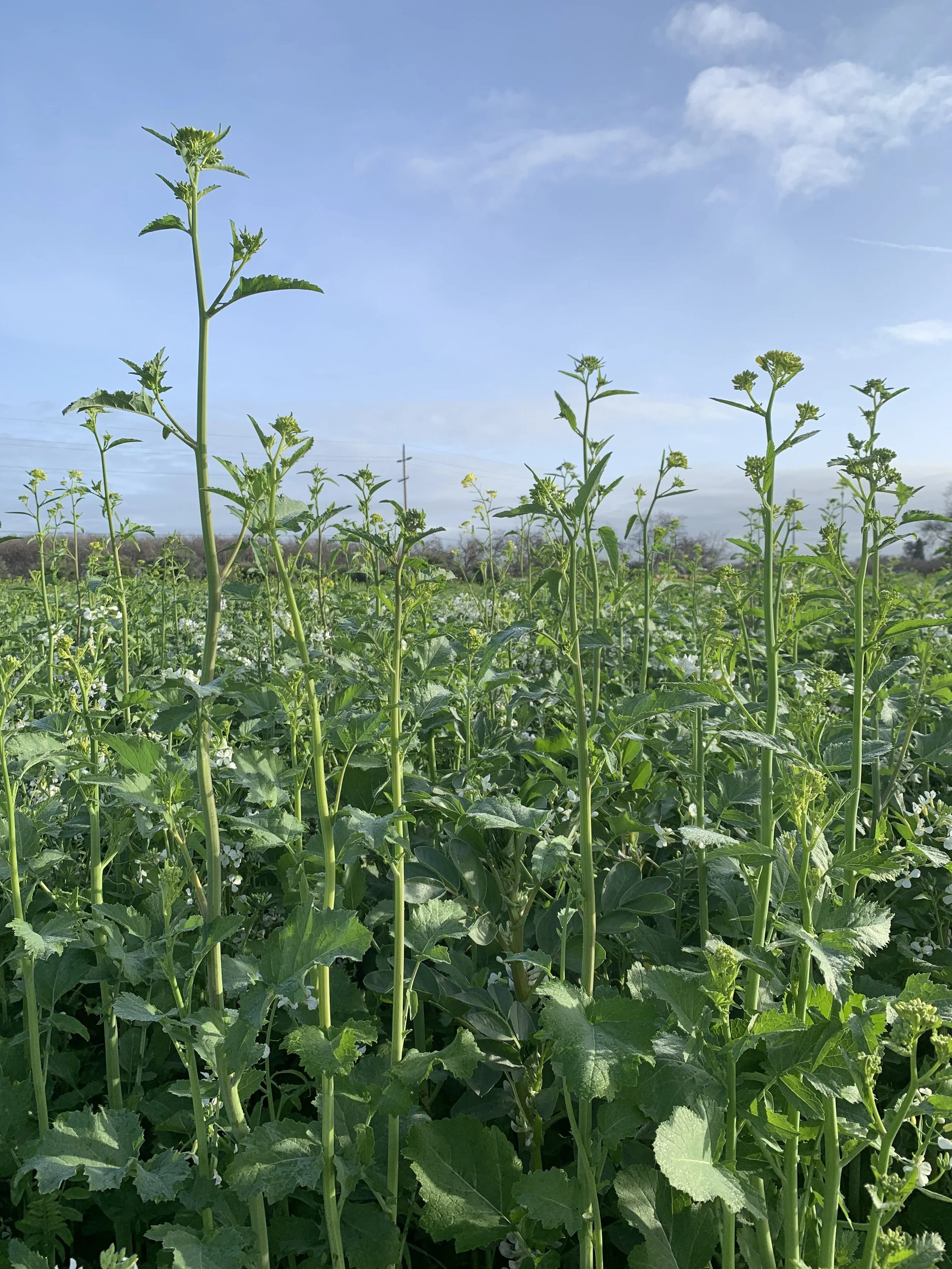 Spring Gathering 2026