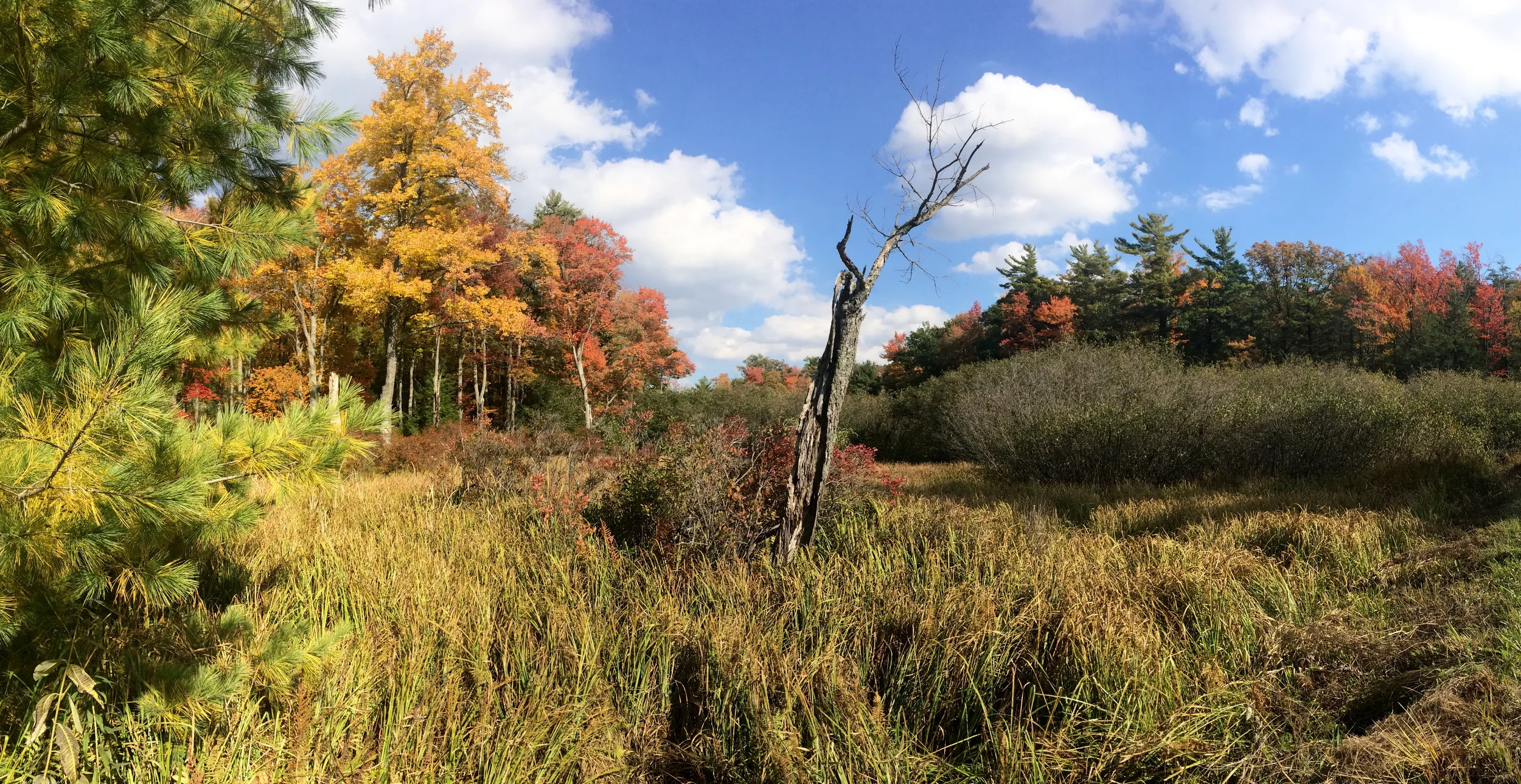 Bear Meadows Natural Area, PA