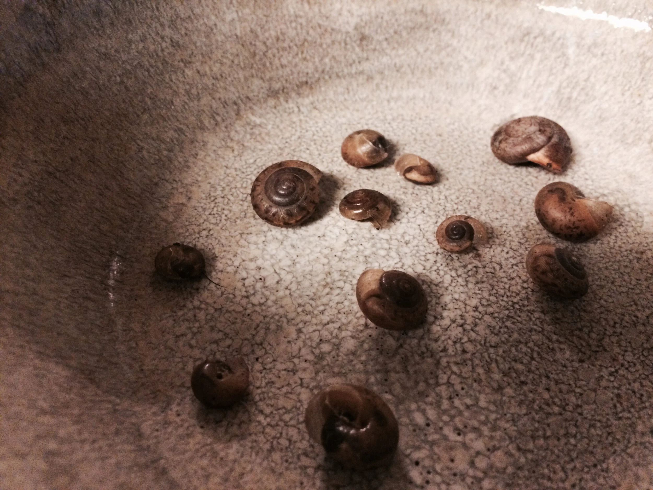 The residents of the snail colony, 2016