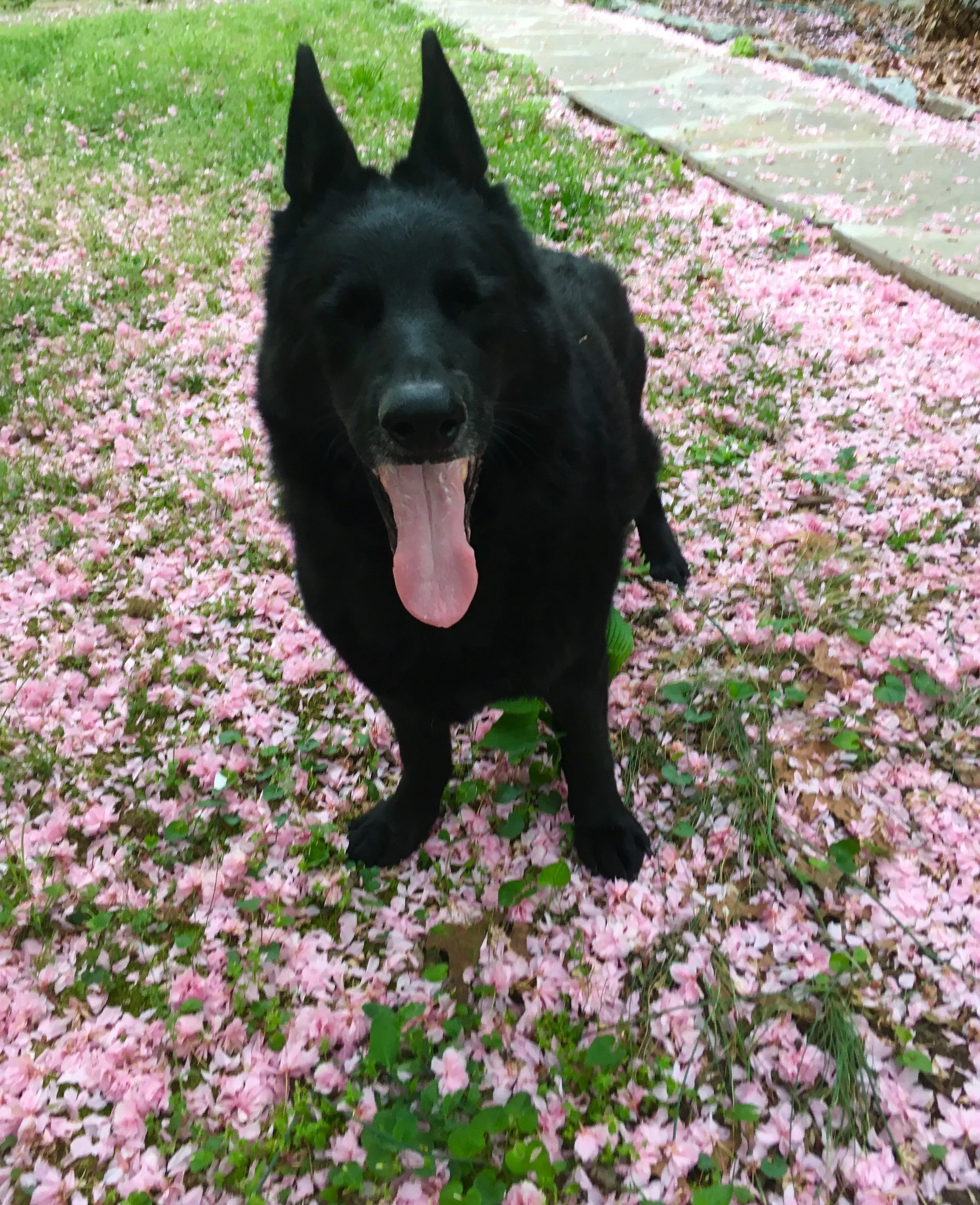 Zeus and cherry blossoms, 2017