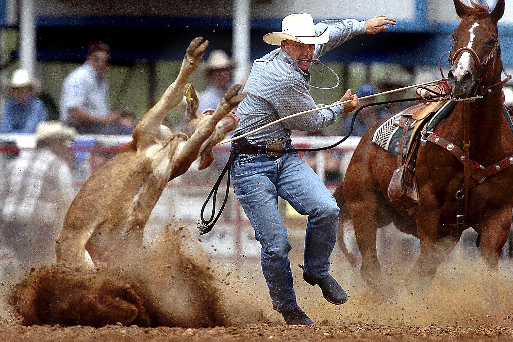 CALF-ROPING.jpg