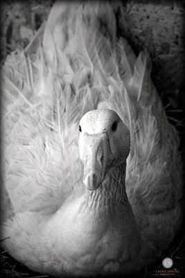 Our beautiful mama goose Esmeralda, sitting on her eggs. Thanks to Laura Shields for the photo.