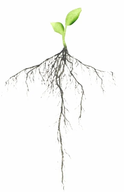 Sunjae Lee's gorgeous painting, commissioned for the cover of "Venerating the Root."