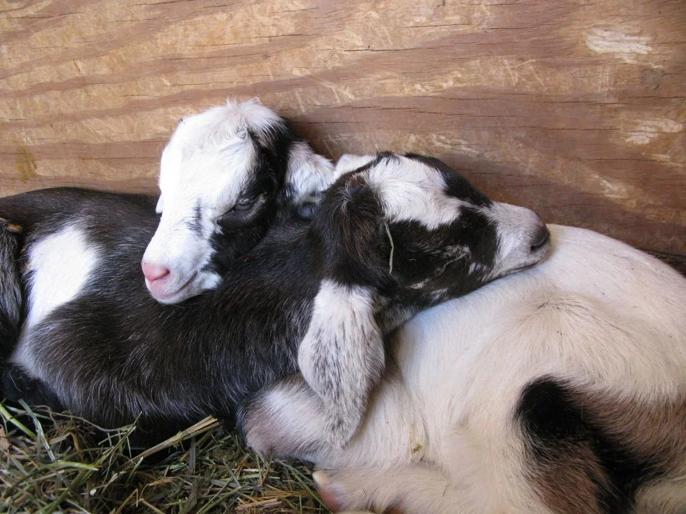 babygoats.jpg