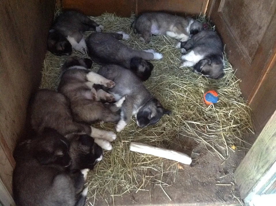 puppylove2.jpg