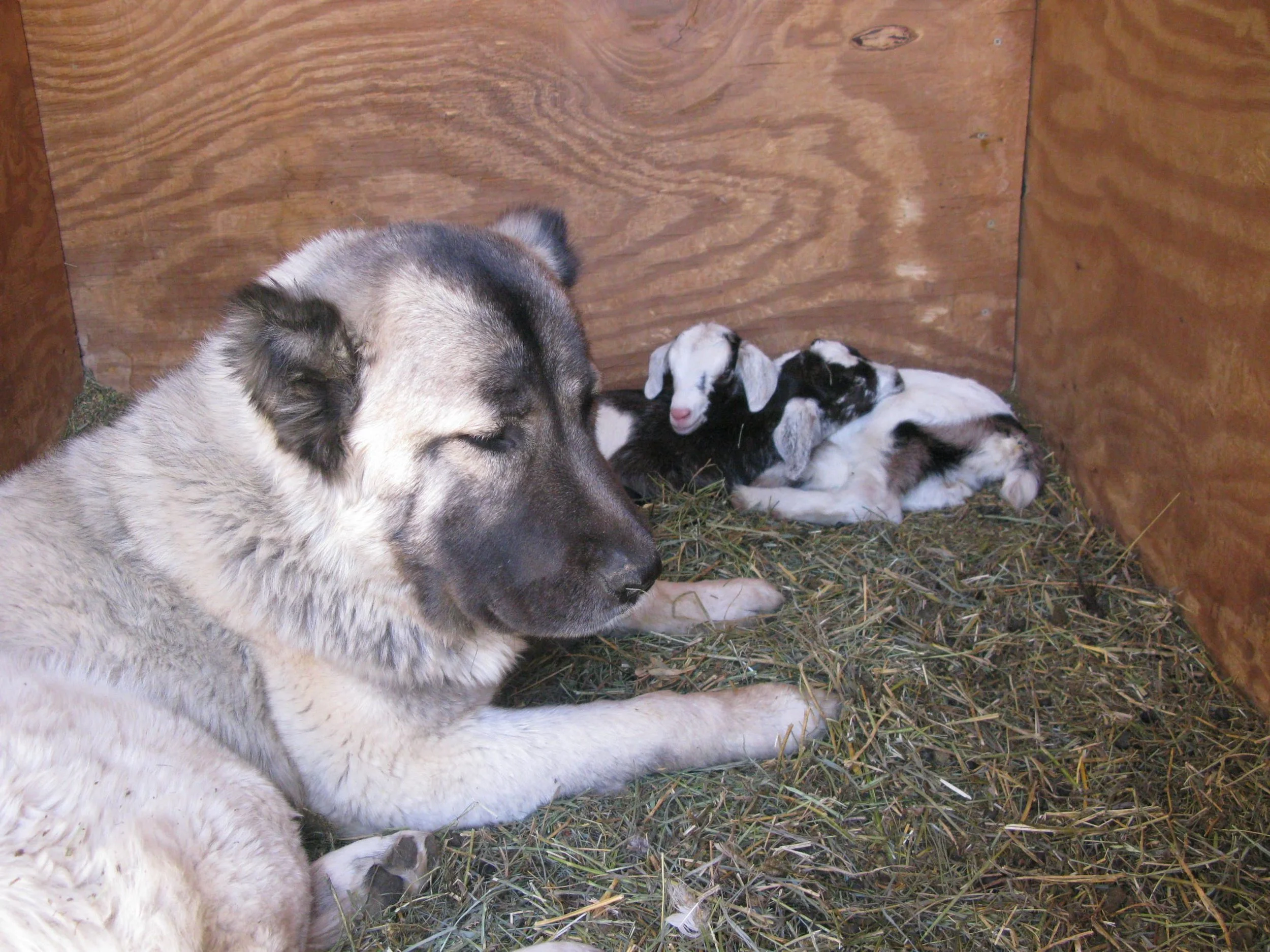 Rosewithgoats.jpg