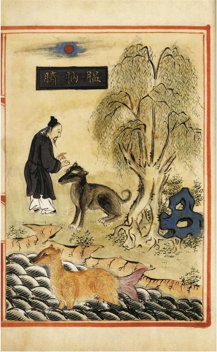 Illustration of wanaqi from a Ming dynasty materia medica