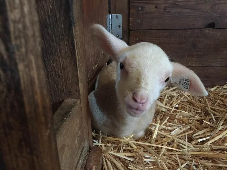 lamb1.jpg