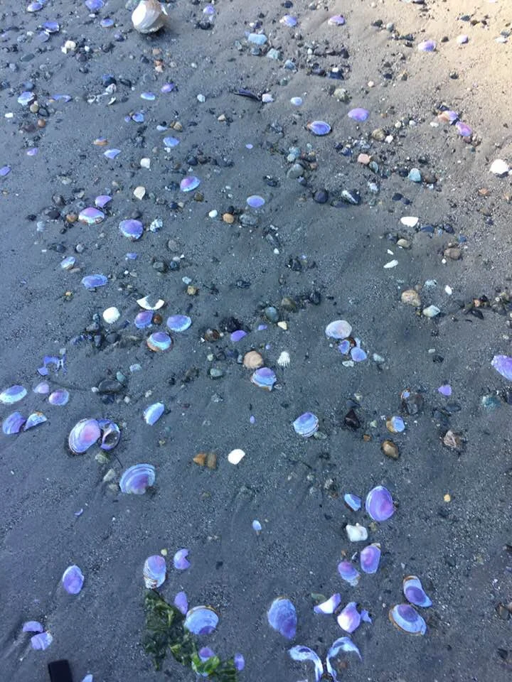 seashells.jpg