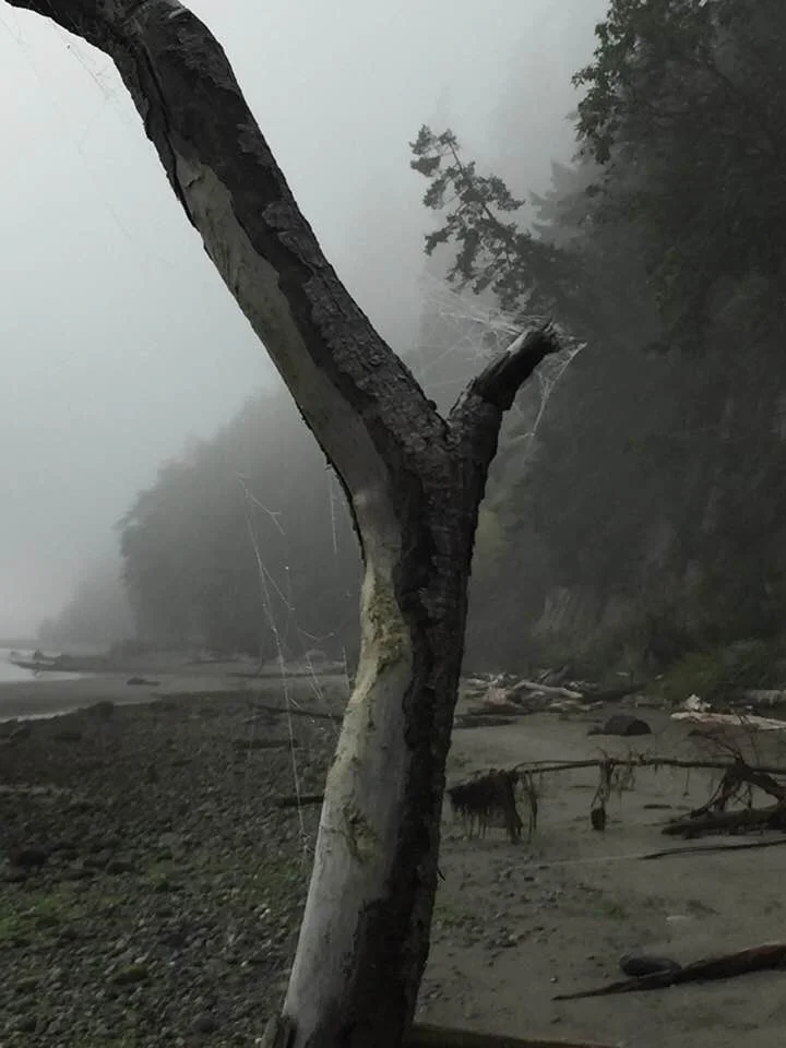 treewithcobweb.jpg