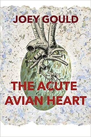 acute avian heart resize.jpg