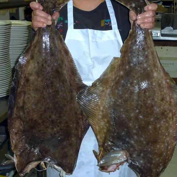 Our halibut. So fresh you can see their spots! 
