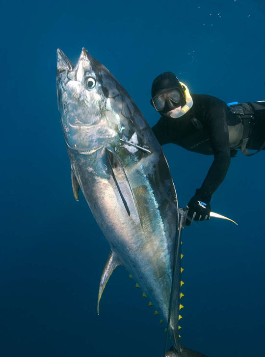 Mexico Blue Water Diving