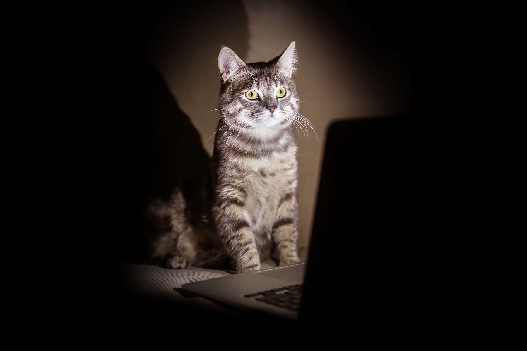 What are the technical requirements for a website?