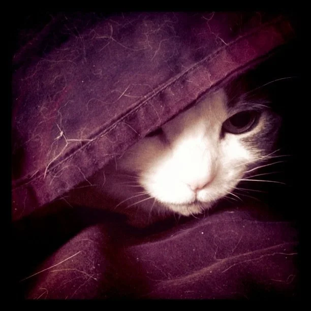 White and grey faced cat peering out fron under a burgundy sheet.