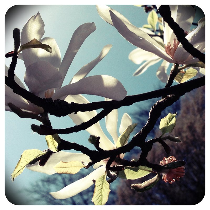 Close up of backlit white magnolia blossoms against a blue sky.