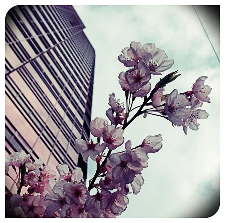 Cherry blossom branch in front of vertical angled tower building.