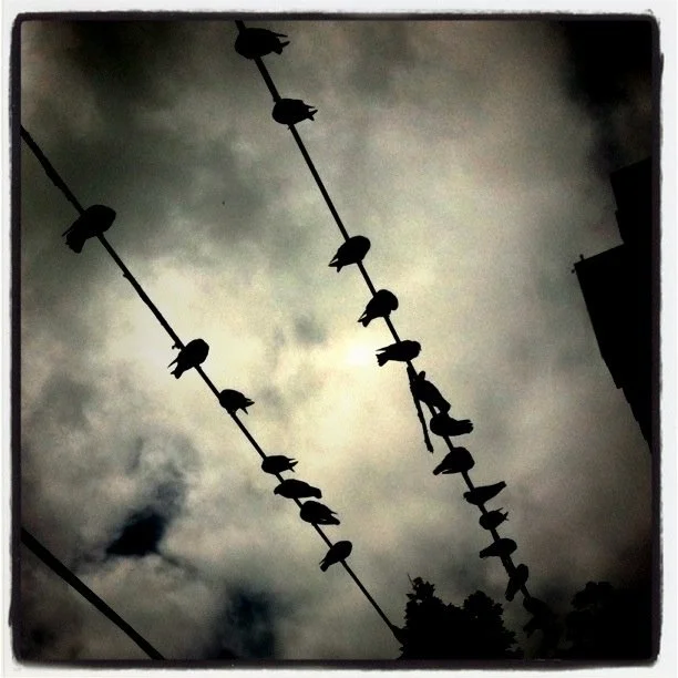 Two diagonal power lines, against a dark cloudy sky, light in the centre, with pigeons sitting on them, in silhouette.