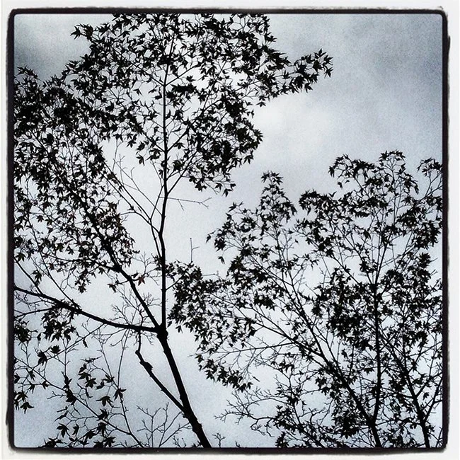 Tree branches silhouetted against a cloudy sky.