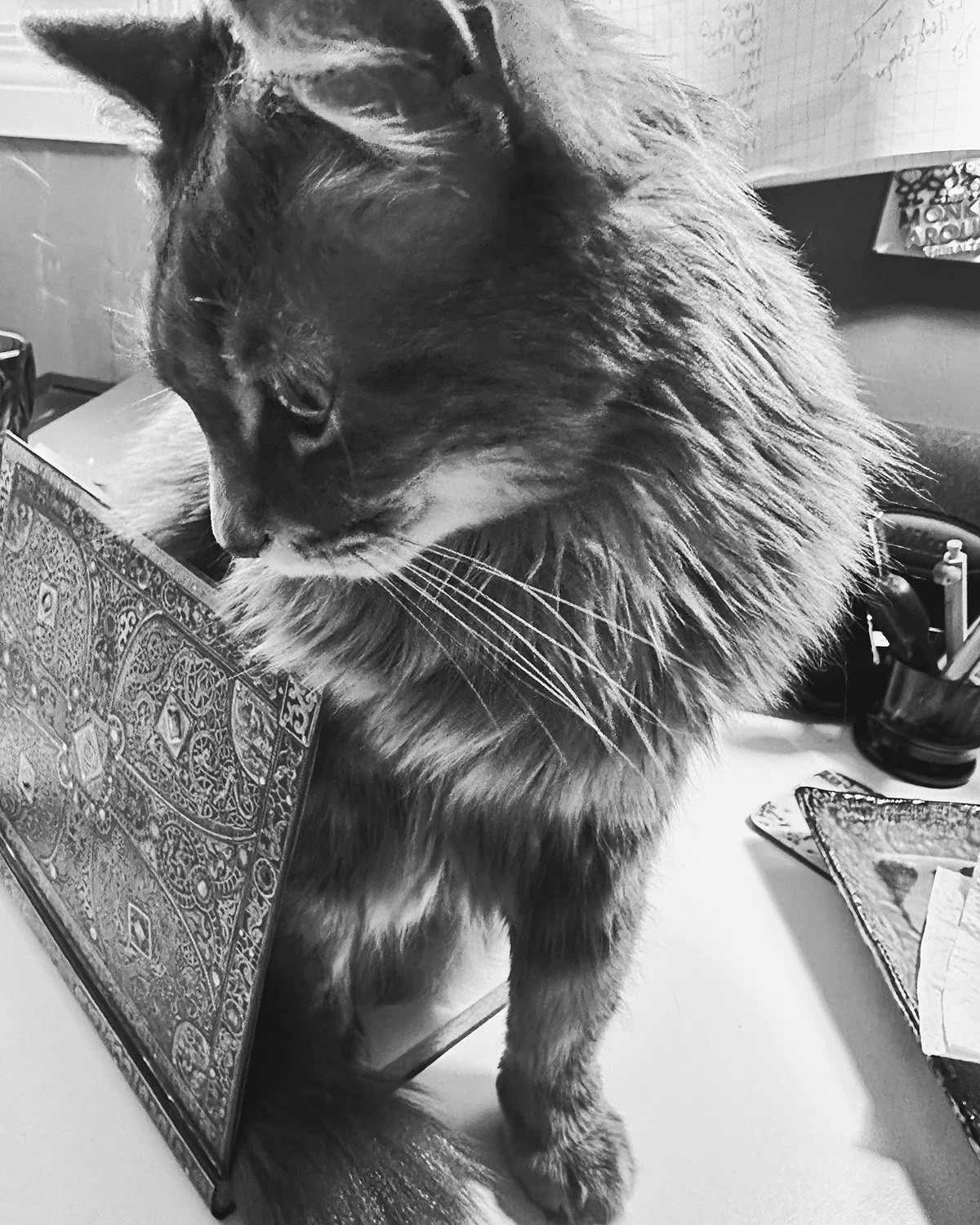 Black and white image of Dana's cat, Rascal, looking down to the side, sitting on an open notebook, with the front cover resting against her.