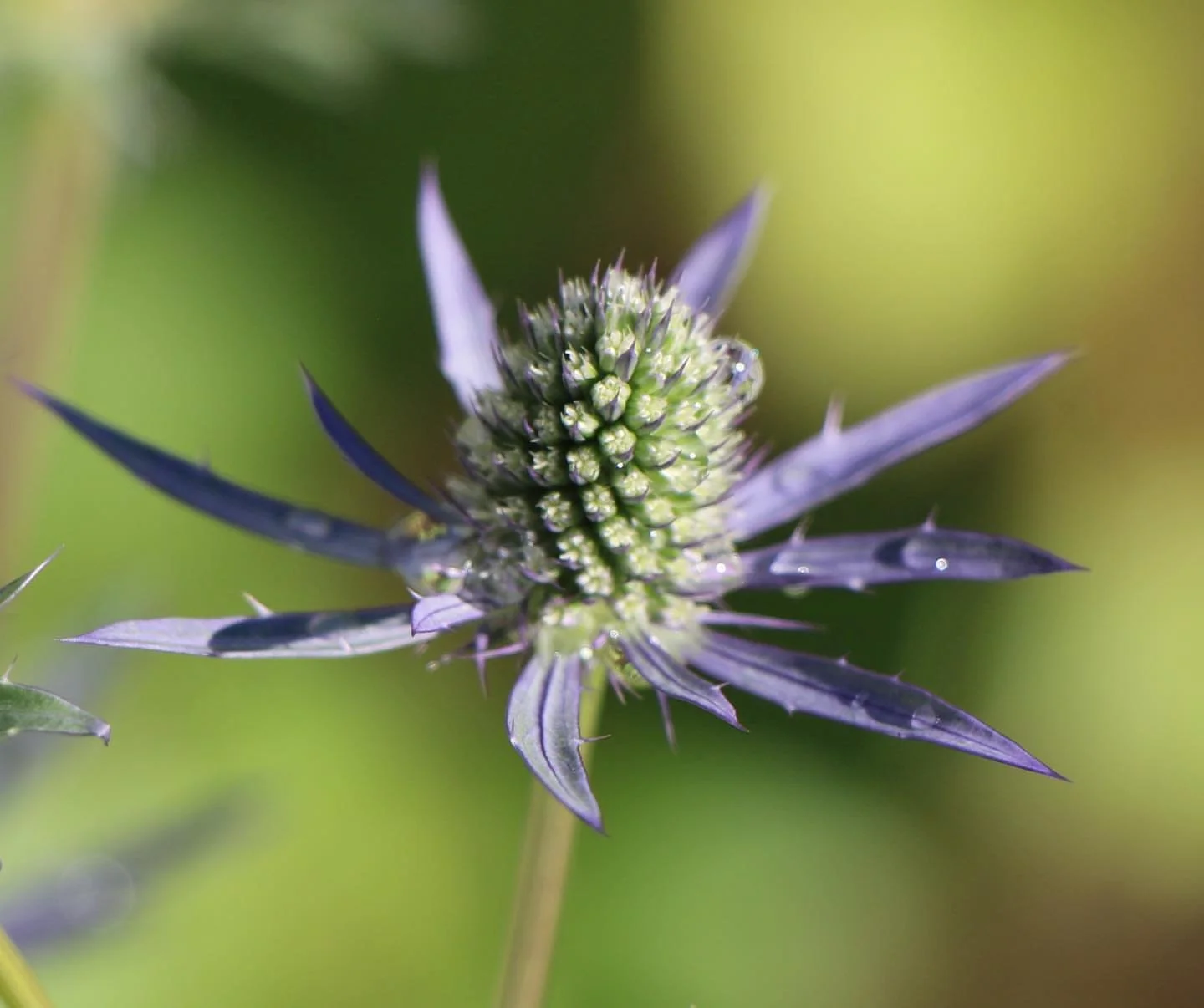 Close up of Sea Holly flower head with dew.