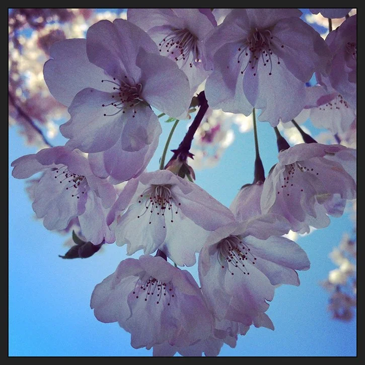Close up of light pink cherry blossoms, backlit, against a blue sky.