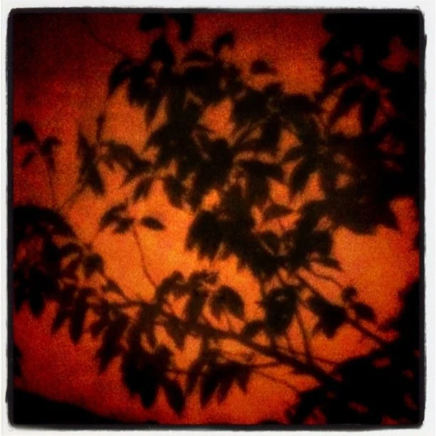 Leaf and branch shadow shadows against an orange background, taken at night.
