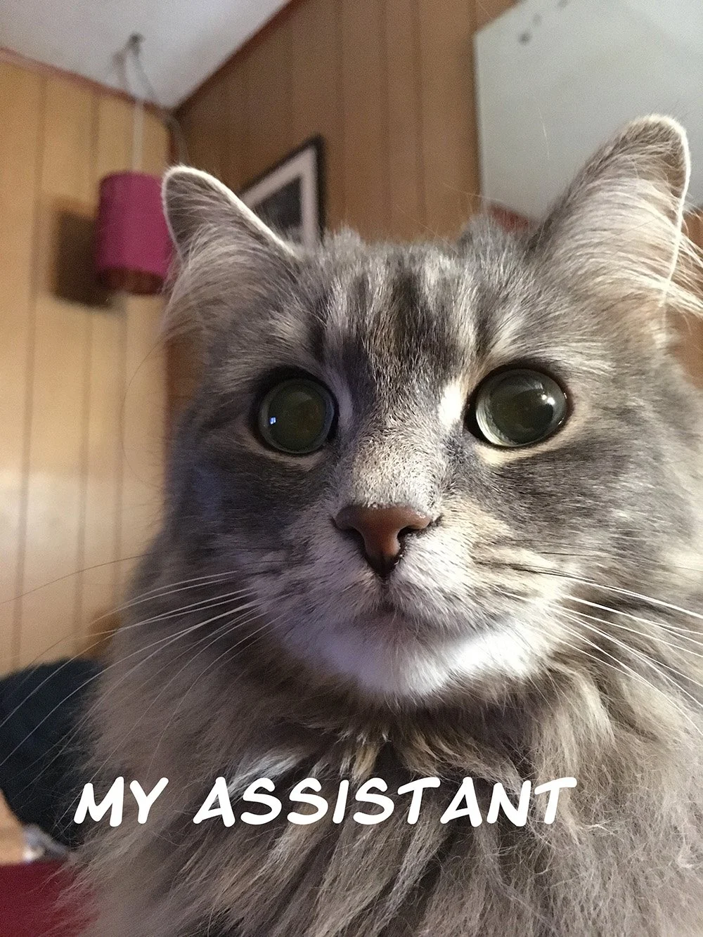 Close up of Dana's cat, Rascal with the words - my assistant.