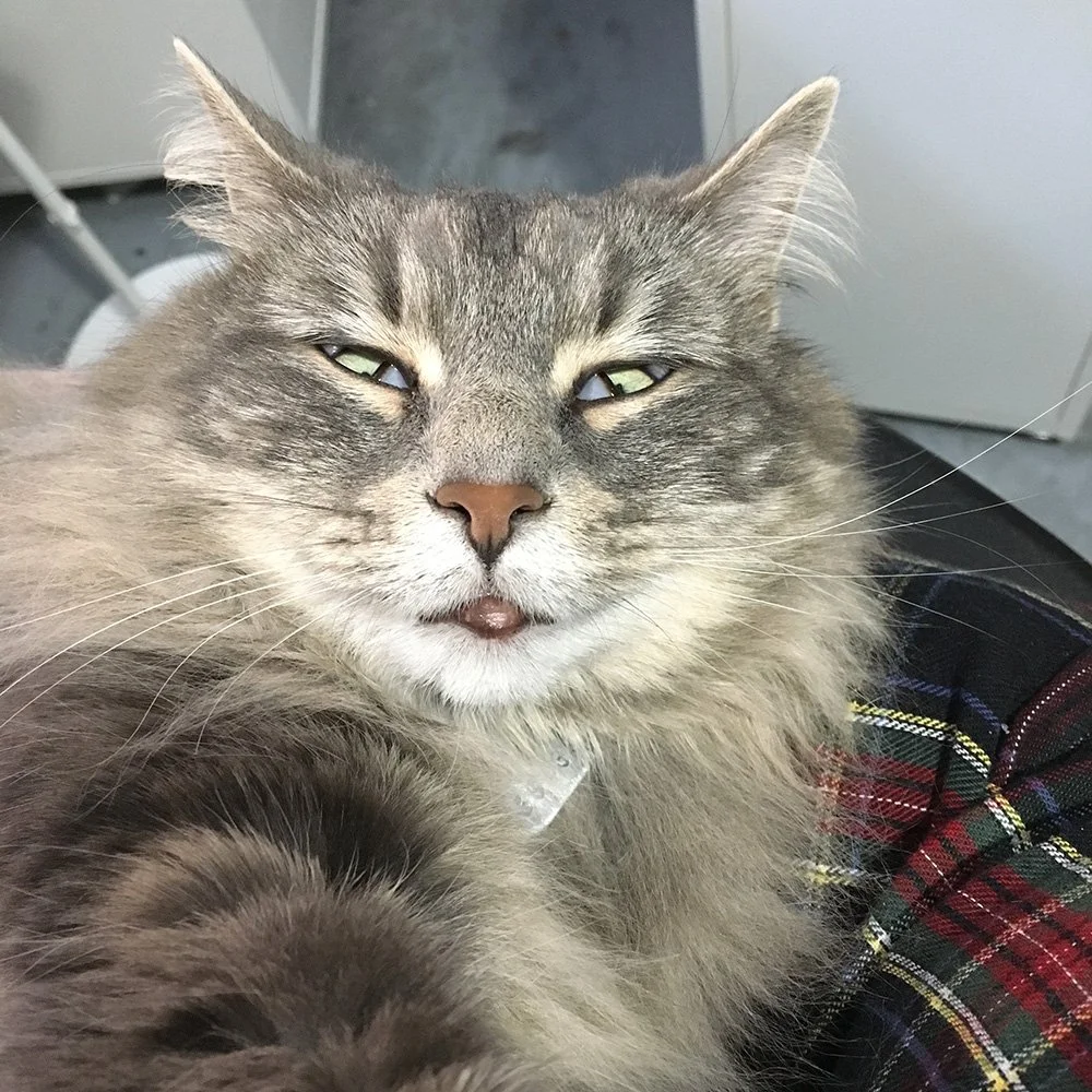 Rascal, Dana's cat, looking silly with her eyes crossed and tip of her tongue sticking out.