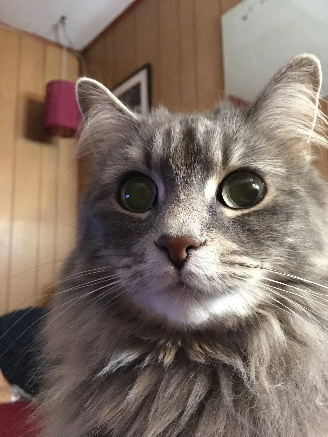 Close up of Dana's cat, Rascal. She is a long haired grey tabby with a white muzzle.