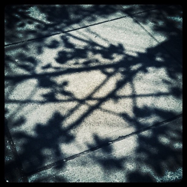 Shadows of cherry blossoms and branches on a sunny sidewalk.