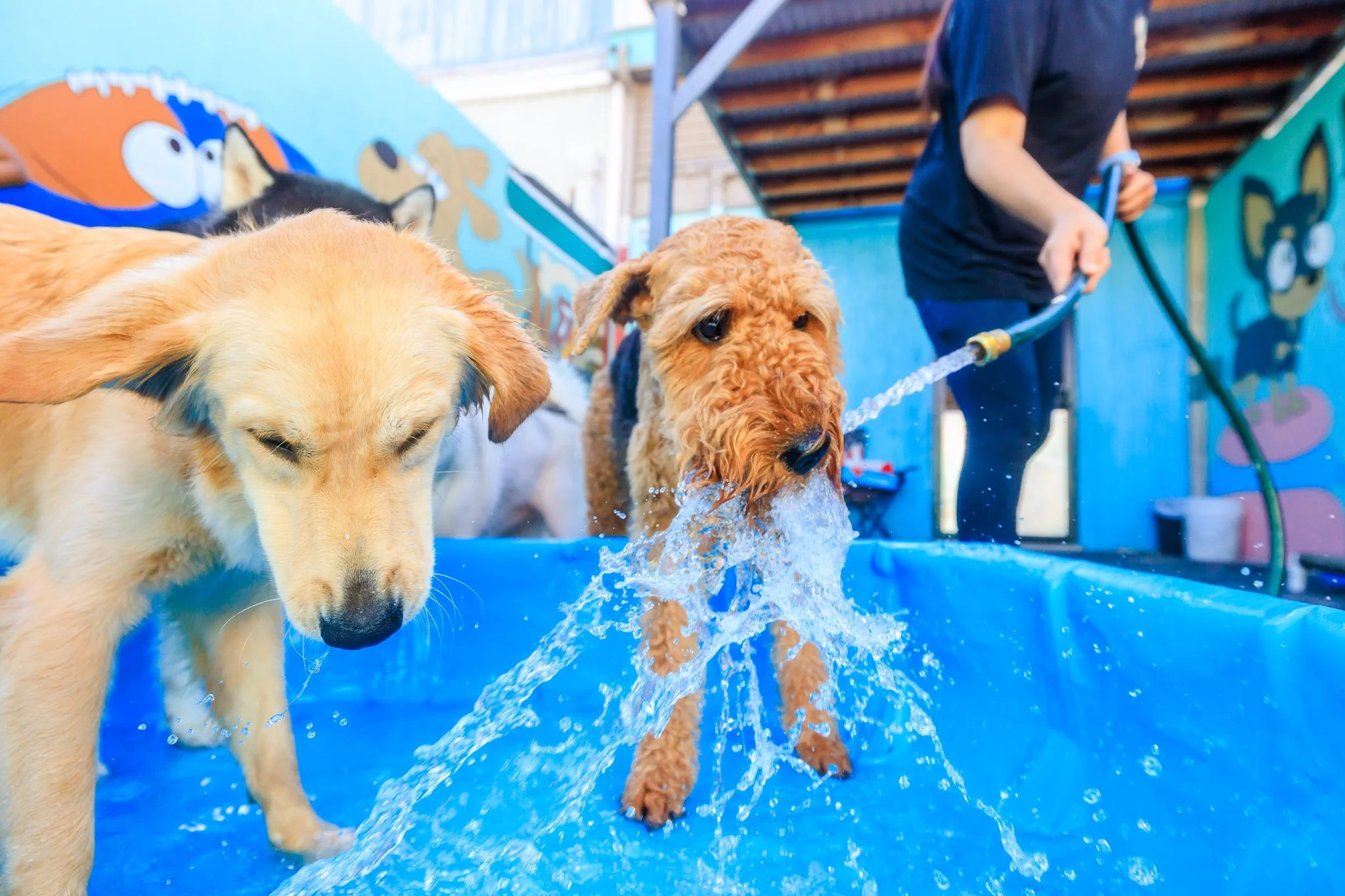 Best Dog Cat Pet Sitting Boarding Hotel Facility Honolulu Airport