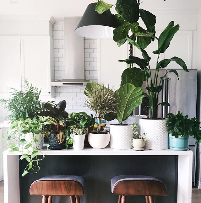 I need more 🌿#plantbabies #momlife #plantlife #someonestopme