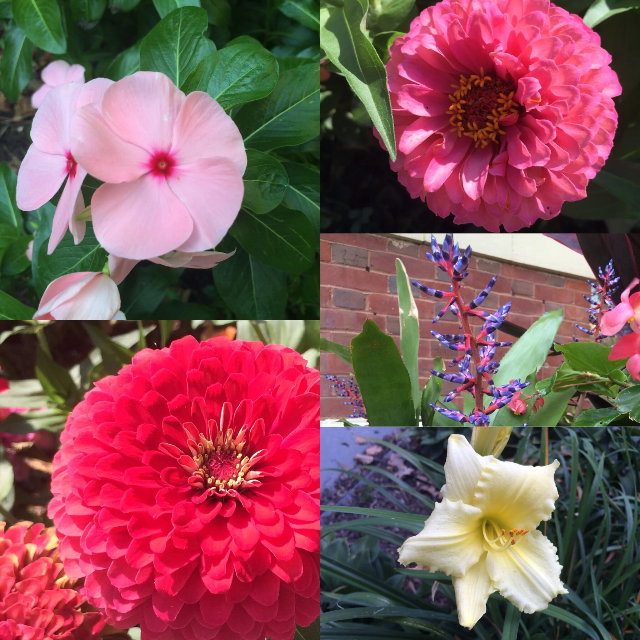 You would think I would know what some of these flowers are by now, but nope, I had to send these pics to my mom for identification purposes LOL