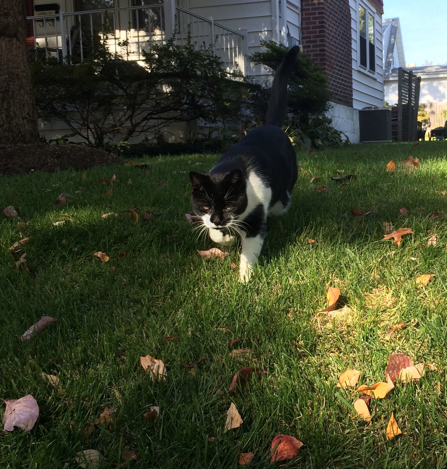 I saw him shimmying through the bushes and immediately started that stereotypical "psst psst" cat-attracting noise. Then I was sitting on the ground with my yoga mat, chatting with a cat nbd.