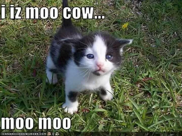DYING. I may not have any serious health problems, but the cuteness will kill me.