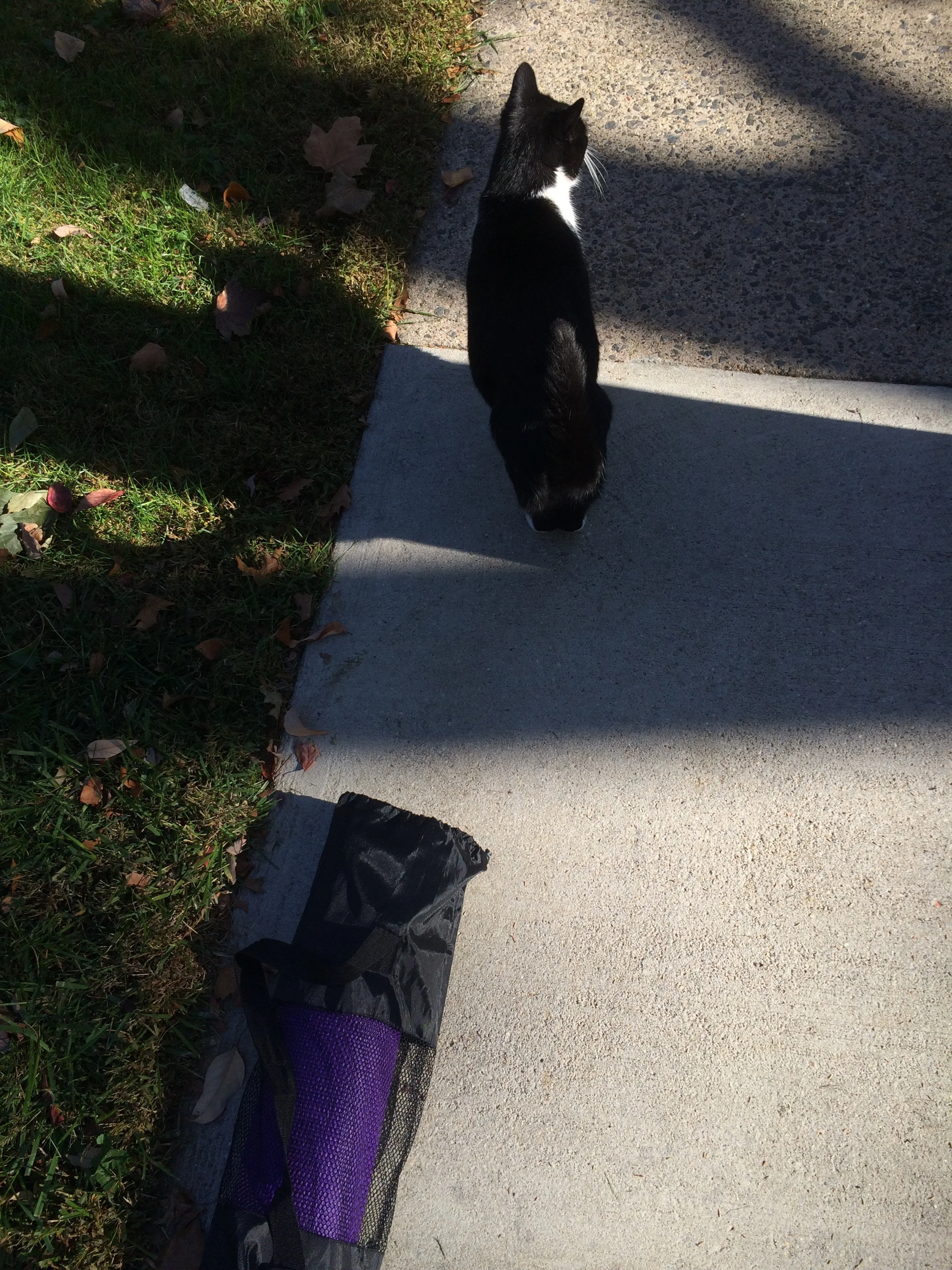 Ok, yoga AND cats, although I'm not sure that Ike would be welcome at yoga.