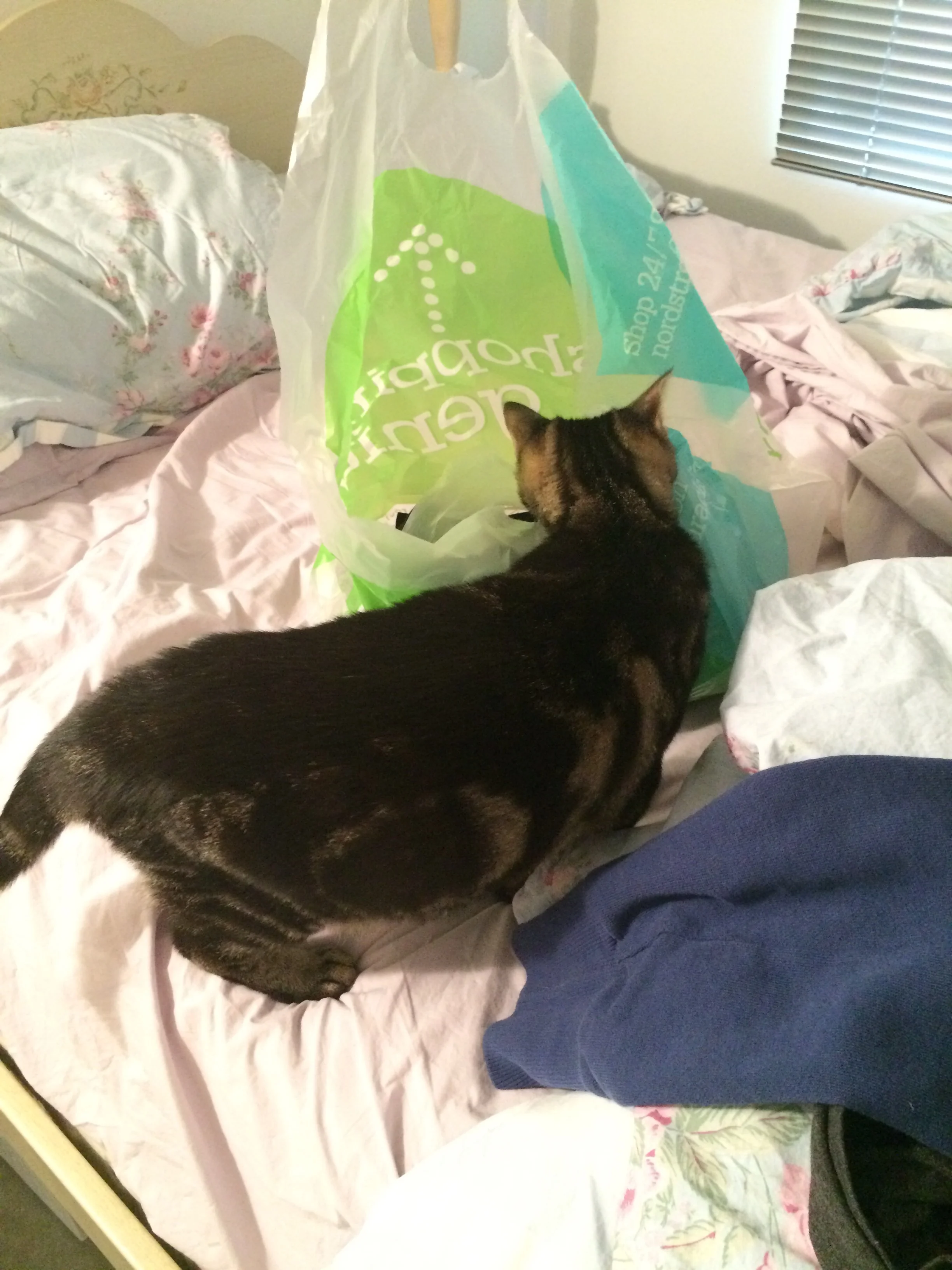 Fellow shopping genius