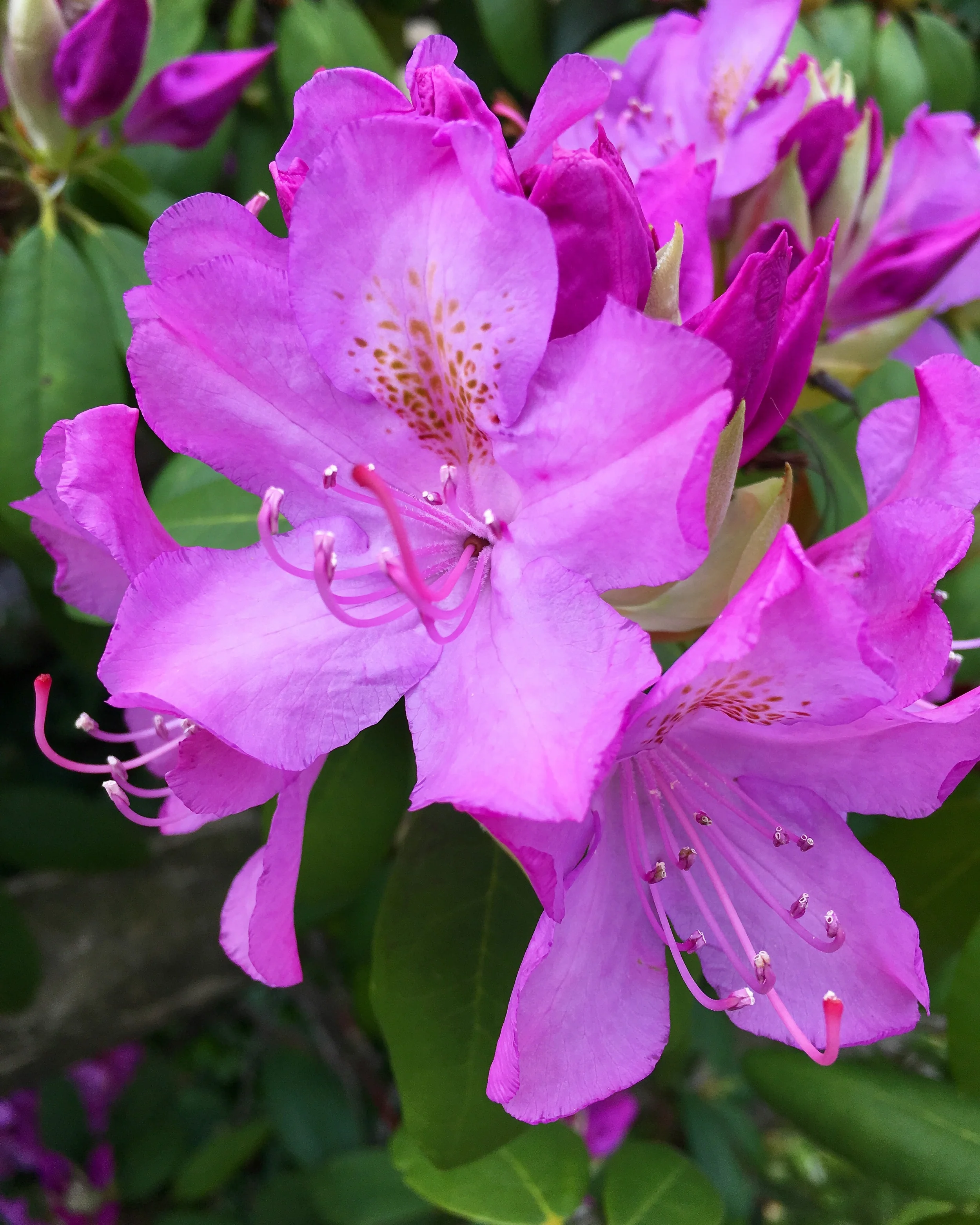 I had to send this to my mom to confirm that these are, in fact, rhododendrons. Someday, I'll know the names of the flowers I love so much!