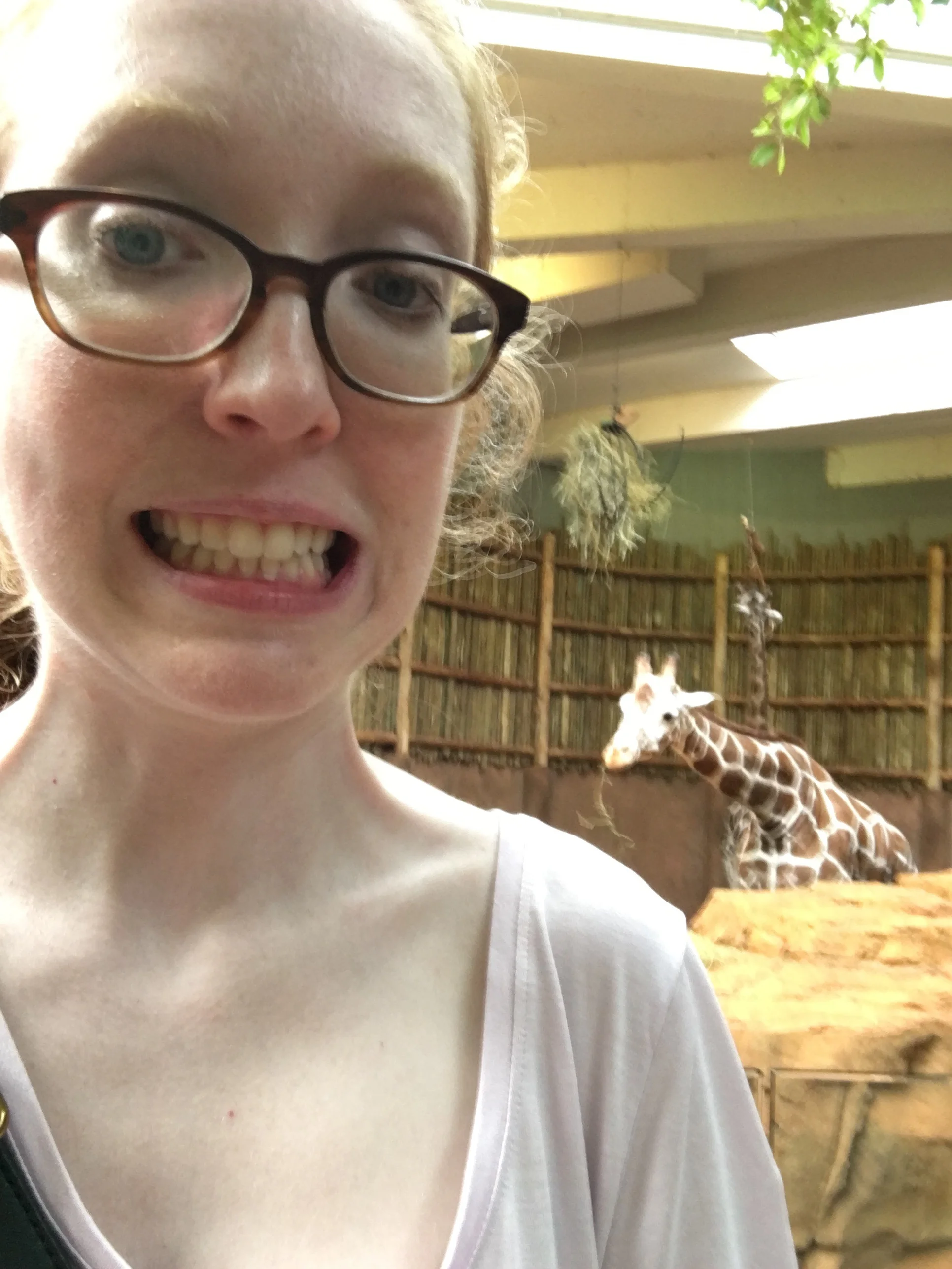Haaaaaay giraffe.
