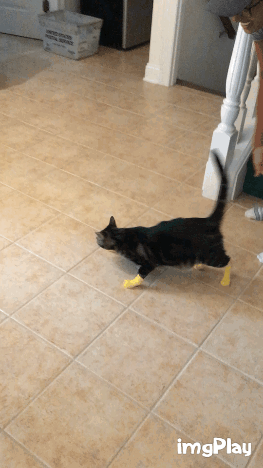 The gif seems to only want to play once, as opposed to on a continuous loop, so you might have to refresh the page to get it to work. BUT IT'S WORTH IT.
