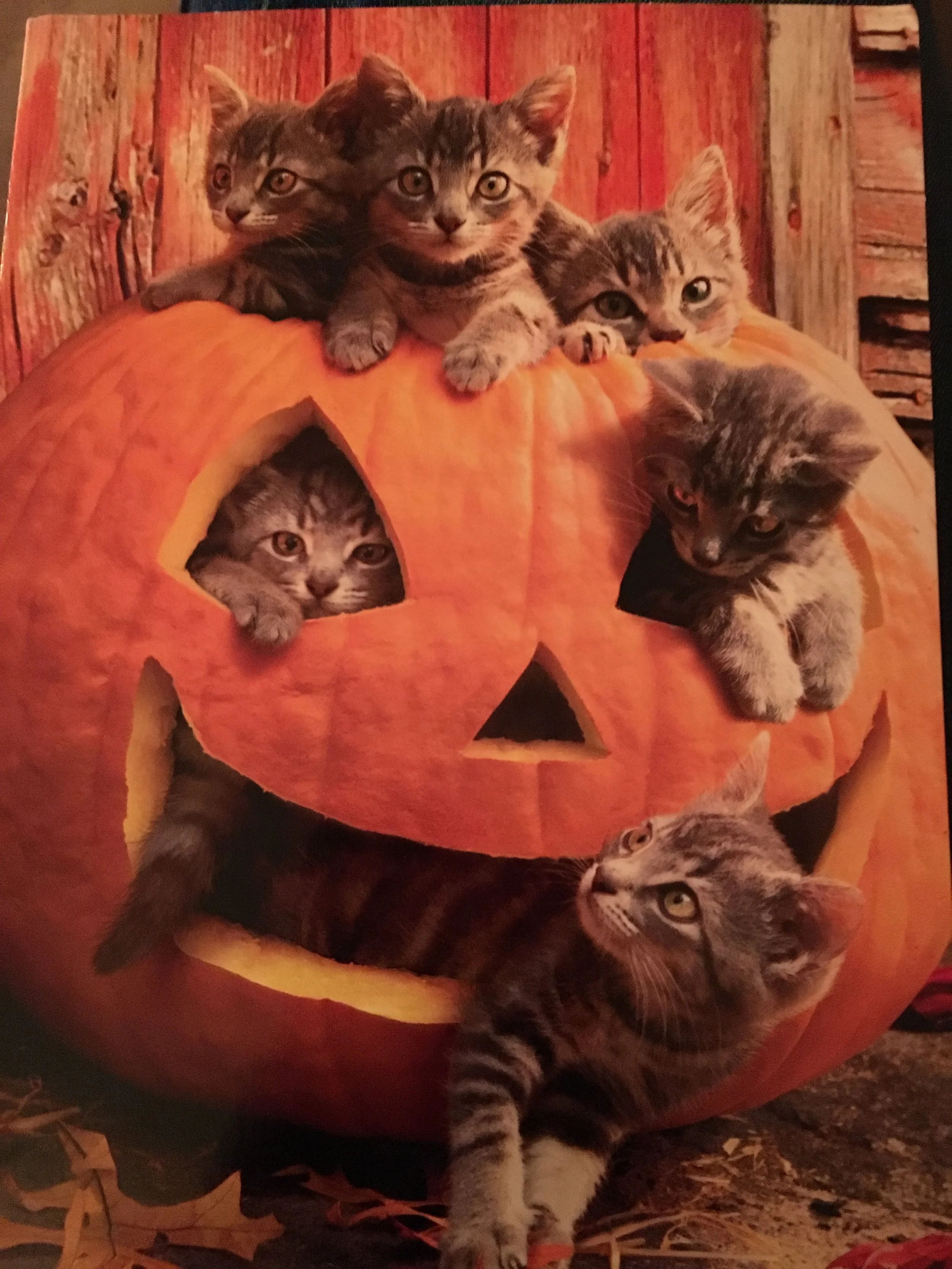 I'm a full-on cat lady, just without actual cats that I own (nbd).