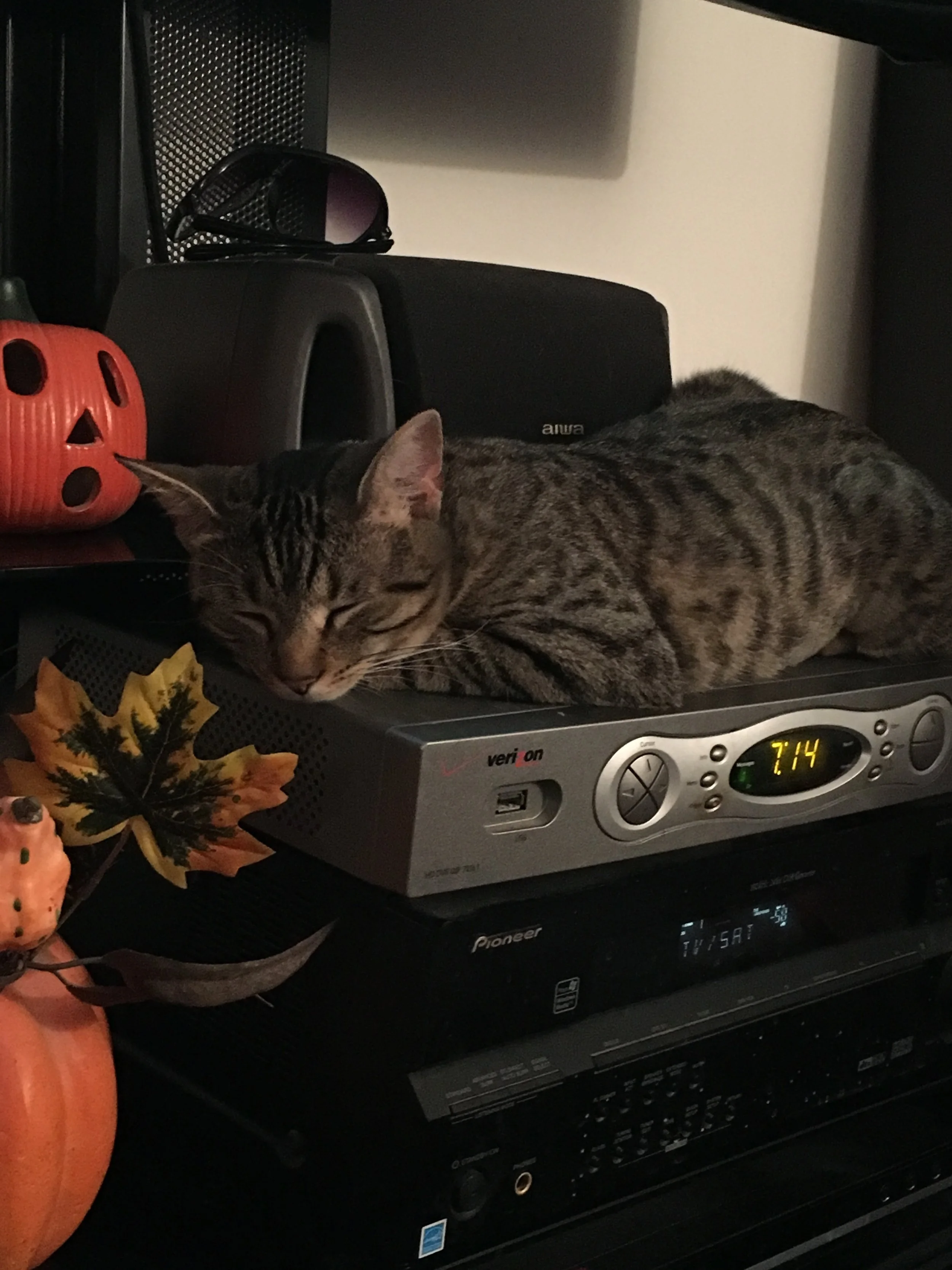 Her cat sister, meanwhile, made an adorable decoration.