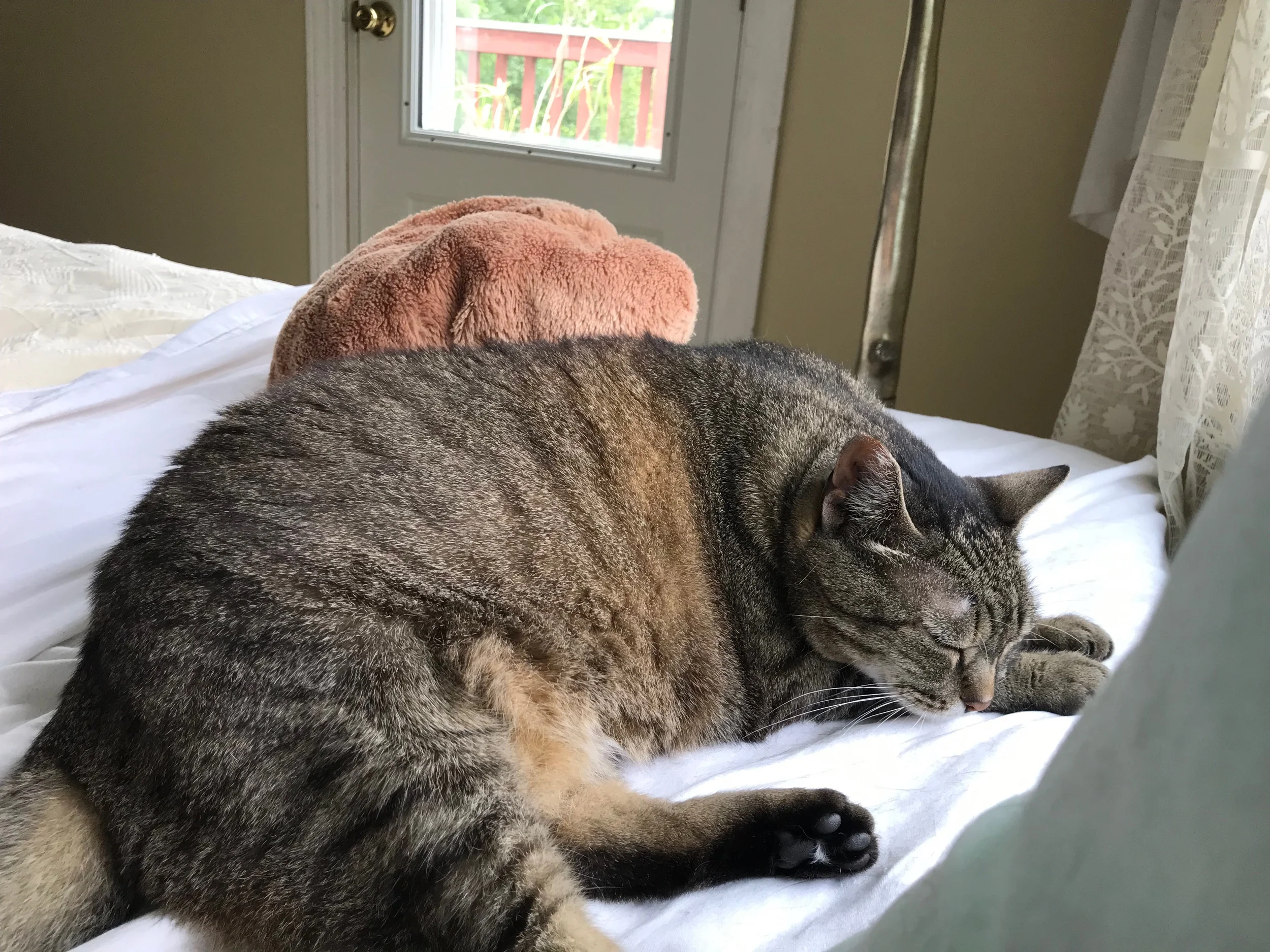 Although Pudge has no trouble napping by herself!
