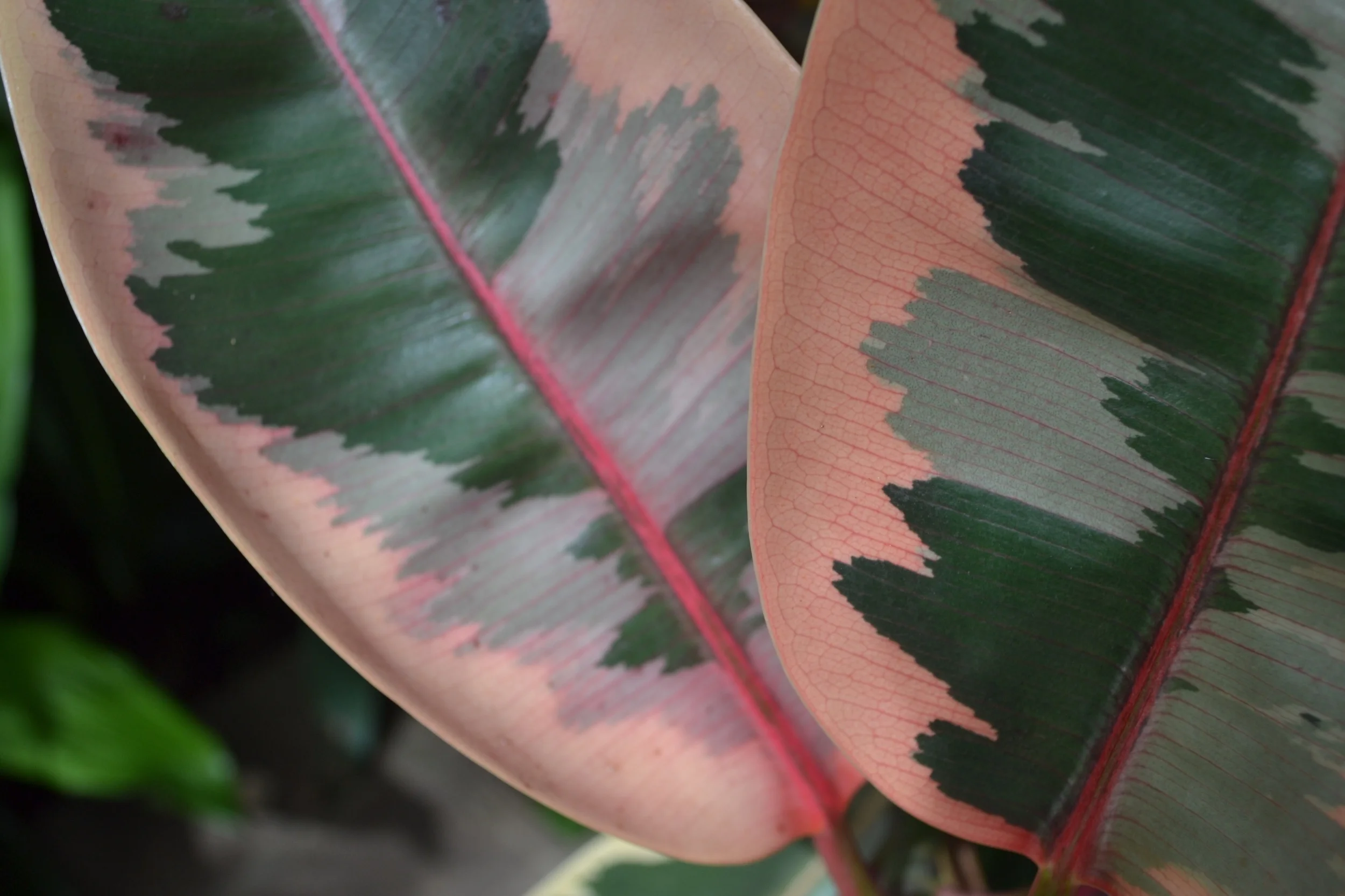 And how ridiculous is this rubber plant? YOU LOOK LIKE YOU’RE PAINTED HOW.