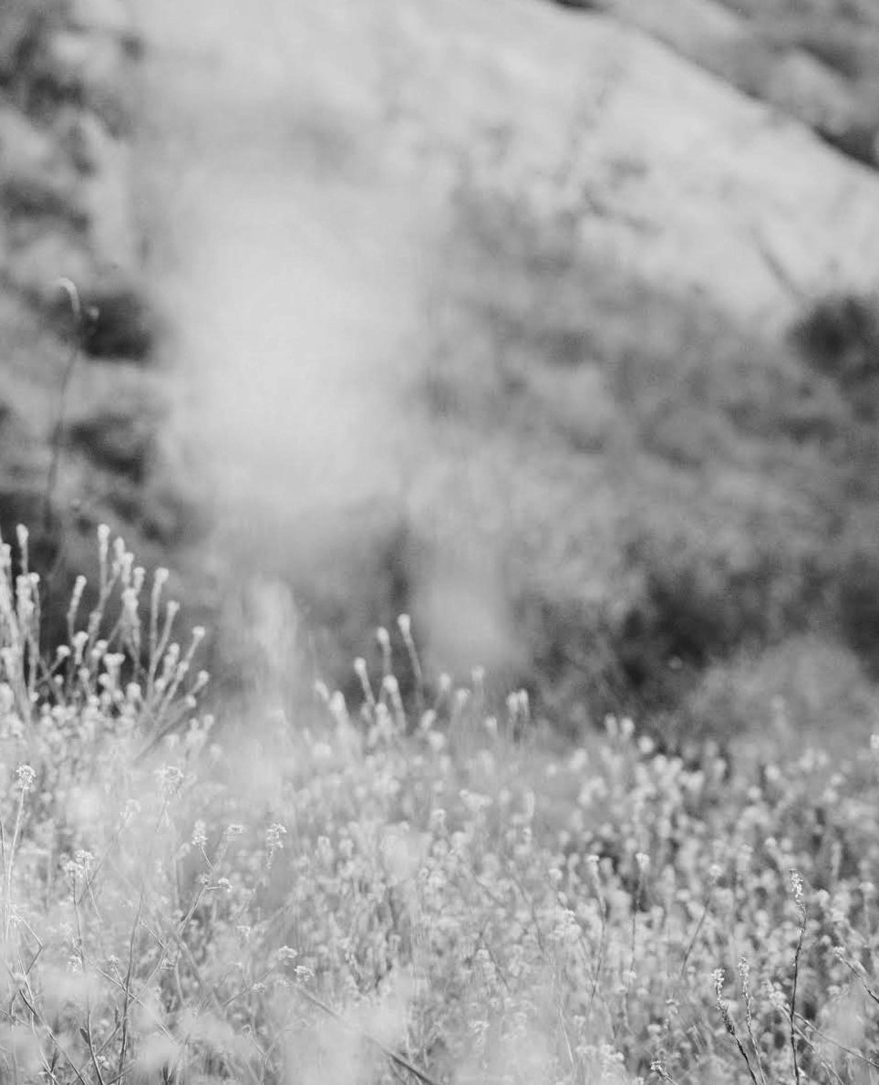 Summer Shea Photography